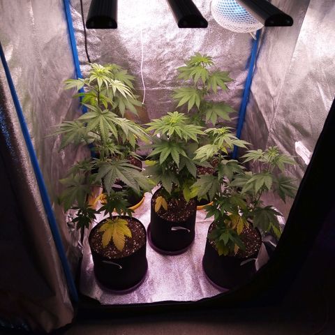 Blueberry 3 growlog photo: Después de 5 días de suspender la dieta solo riego de 500cm3 día por medio 