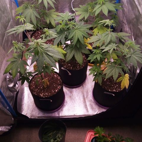 Blueberry 3 growlog photo: Luego del toping 