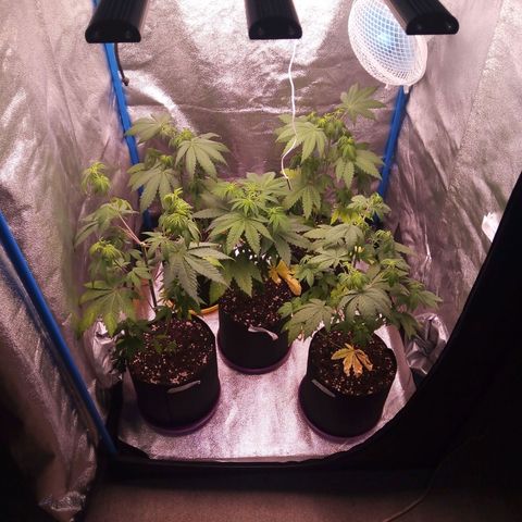 Blueberry 3 growlog photo: Pisto riego con vital