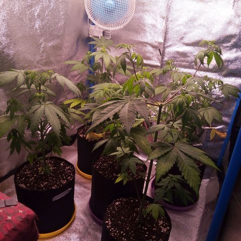 Blueberry 3 growlog photo: Pisto riego con vital