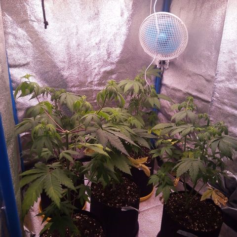 Blueberry 3 growlog photo: Pisto riego con vital