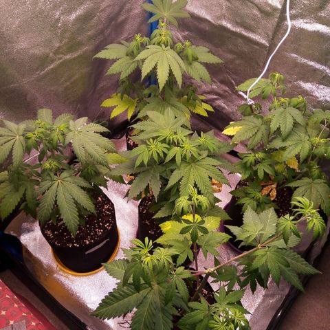 Blueberry 3 growlog photo: Pisto riego con vital