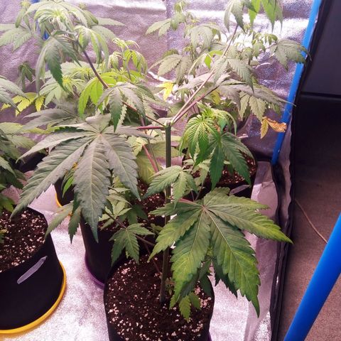 Blueberry 3 growlog timeline photo