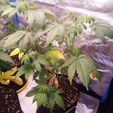 BlueBerry 1 growlog timeline photo