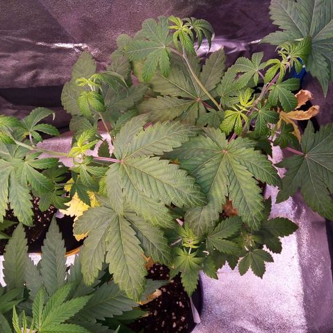BlueBerry 1 growlog timeline photo