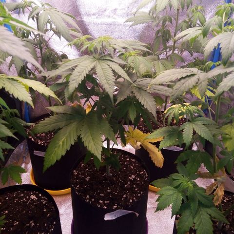 BlueBerry 2 growlog timeline photo