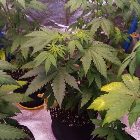 BlueBerry 2 growlog timeline photo