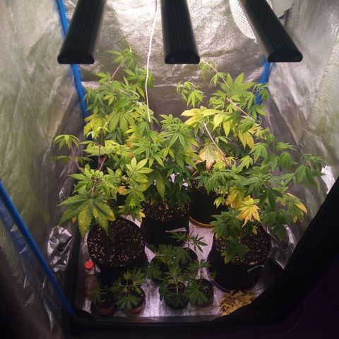 Blueberry 3 growlog timeline photo