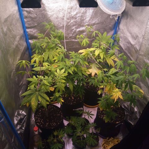 Blueberry 3 growlog photo: Lst