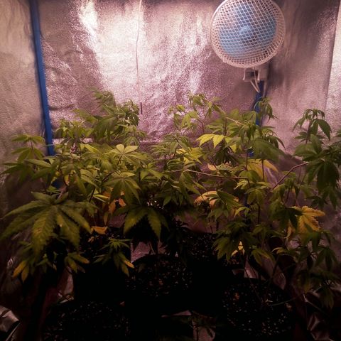 Blueberry 3 growlog timeline photo