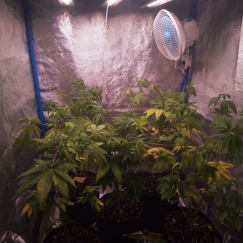 Blueberry 3 growlog timeline photo