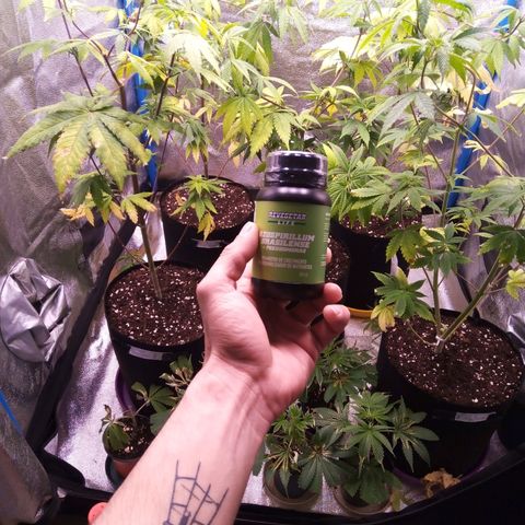 Blueberry 3 growlog photo: Segundo riego de línea life(para inoculación del suelo)
