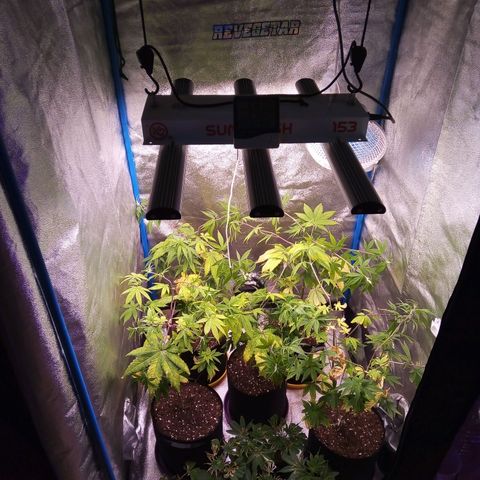 Blueberry 3 growlog photo: Segundo riego de línea life(para inoculación del suelo)
