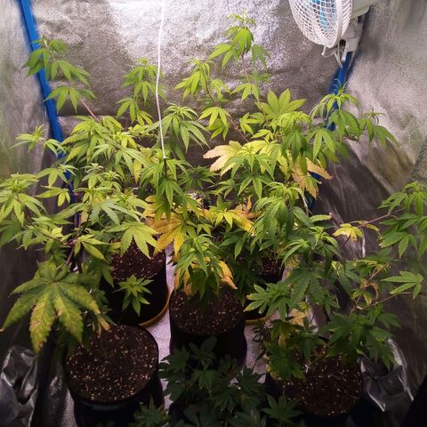 Blueberry 3 growlog timeline photo