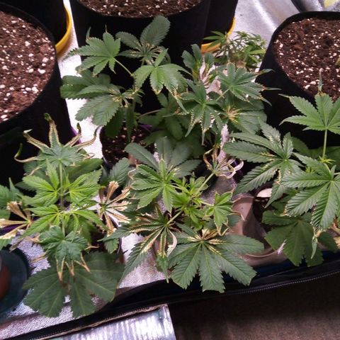 Blueberry 3 growlog timeline photo