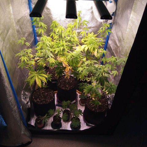 Blueberry 3 growlog photo: Riego con vital Juice al 2%