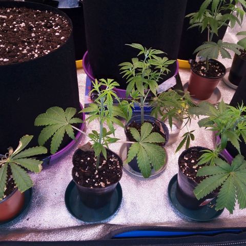 Blueberry 3 growlog timeline photo