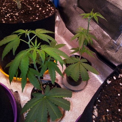 Blueberry 3 growlog timeline photo