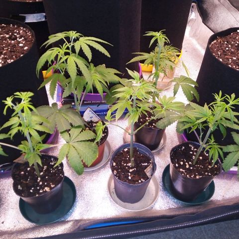 Blueberry 3 growlog photo: Esquejes con 3 semanas de vida 
