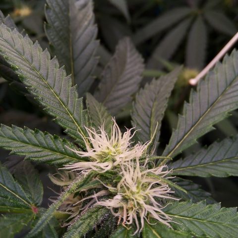 Blueberry 3 growlog timeline photo