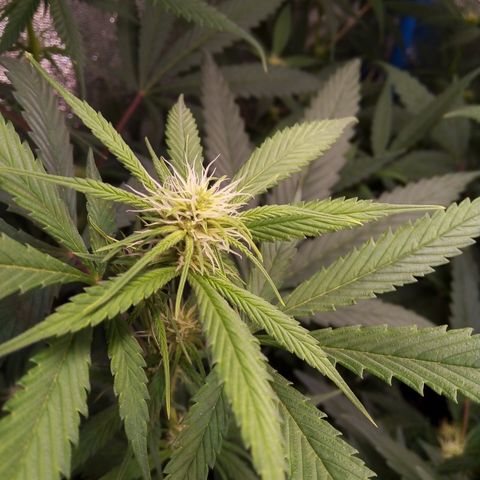 Blueberry 3 growlog timeline photo