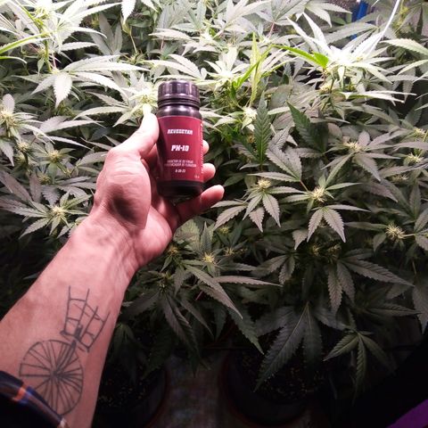 Blueberry 3 growlog timeline photo