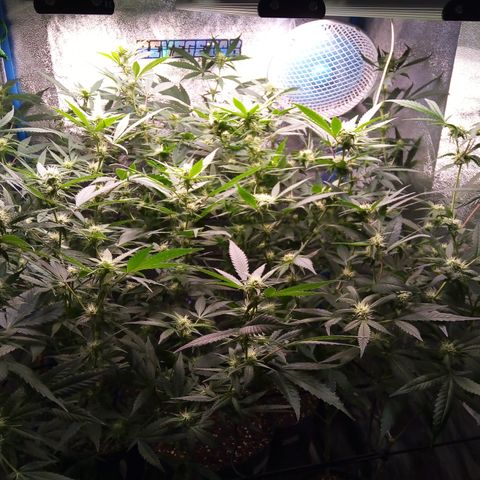 Blueberry 3 growlog timeline photo