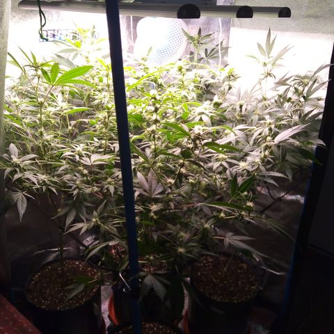 Blueberry 3 growlog timeline photo