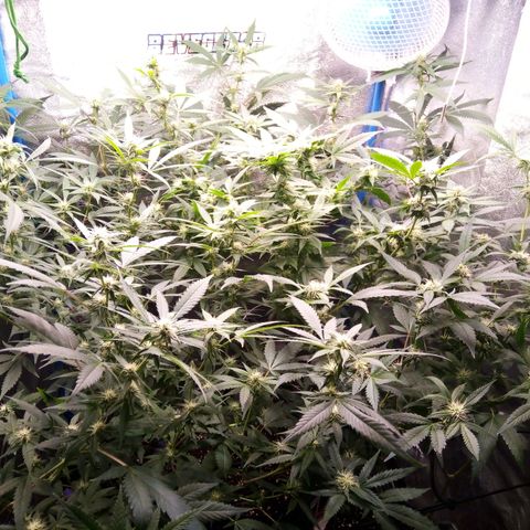 Blueberry 3 growlog timeline photo