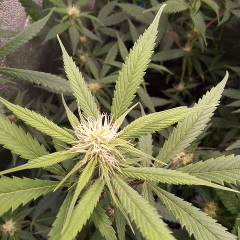 Blueberry 3 growlog timeline photo