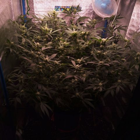 Blueberry 3 growlog timeline photo