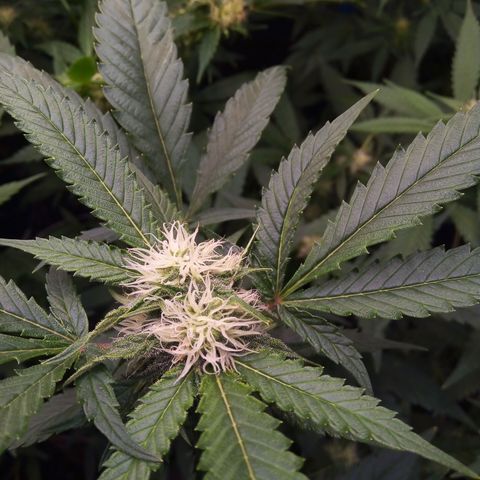 Blueberry 3 growlog timeline photo