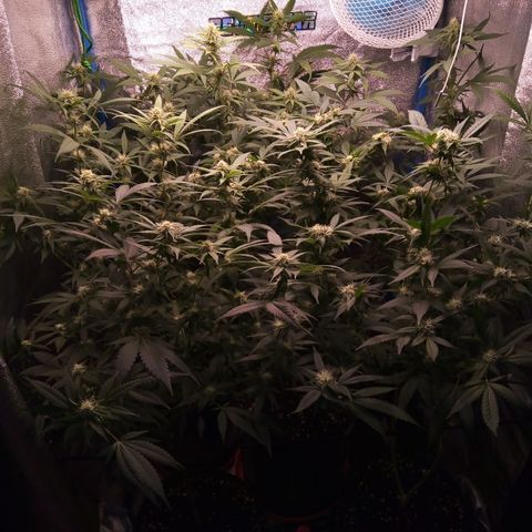 Blueberry 3 growlog photo: Posto riego PK de 1,5 a 2ml/L 