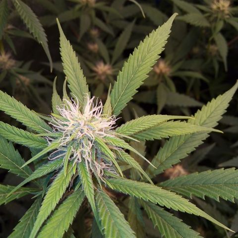 Blueberry 3 growlog timeline photo