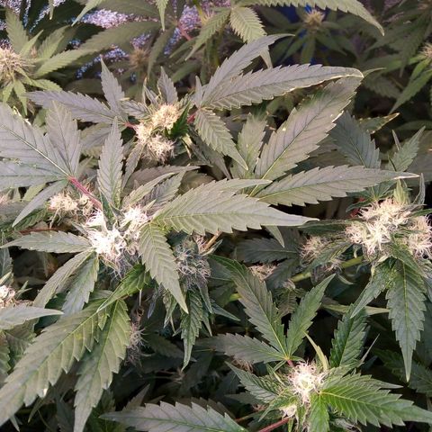 Blueberry 3 growlog timeline photo
