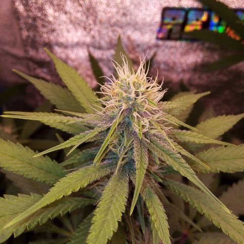 Blueberry 3 growlog timeline photo