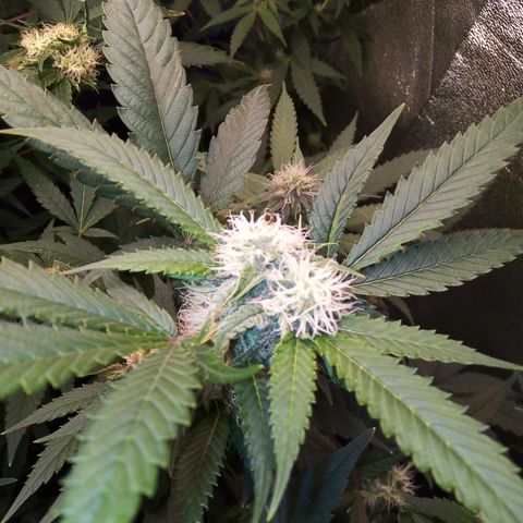 Blueberry 3 growlog timeline photo