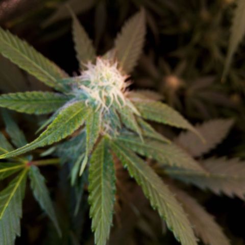 Blueberry 3 growlog timeline photo