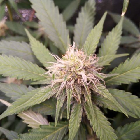 Blueberry 3 growlog timeline photo