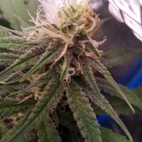 Blueberry 3 growlog timeline photo