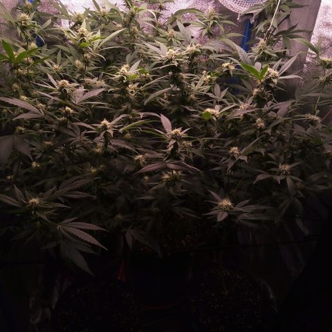 Blueberry 3 growlog timeline photo