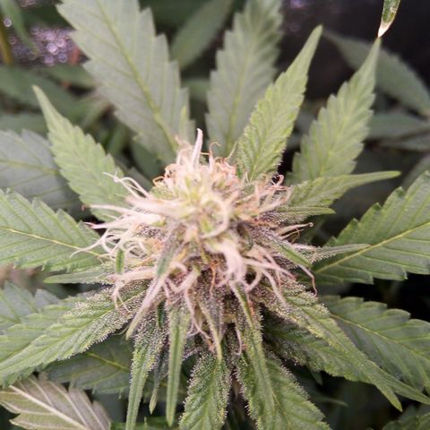 Blueberry 3 growlog timeline photo