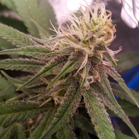 Blueberry 3 growlog timeline photo