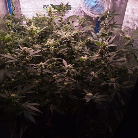 Blueberry 3 growlog timeline photo
