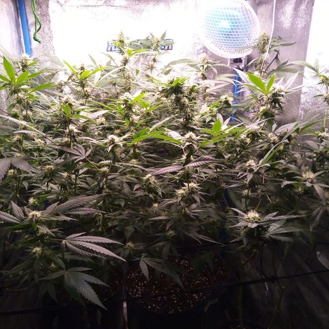 Blueberry 3 growlog timeline photo
