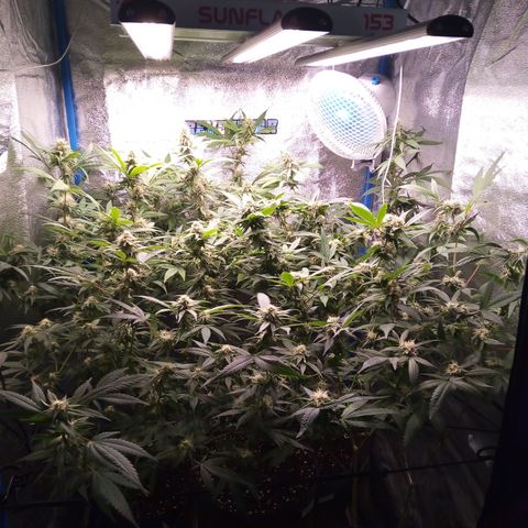 Blueberry 3 growlog photo: 4 Semana de flora( 5 semana desde 12/12)