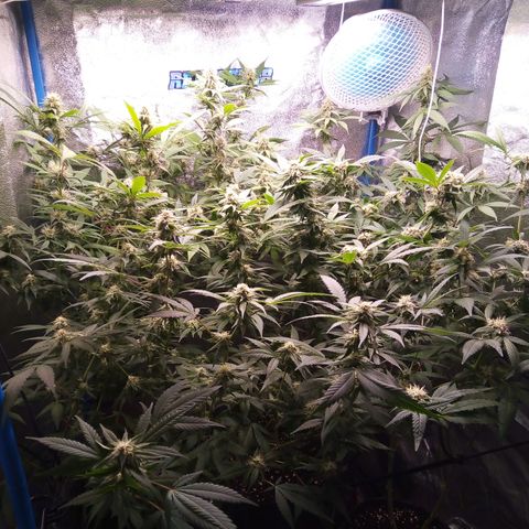 Blueberry 3 growlog photo: 4 Semana de flora( 5 semana desde 12/12)