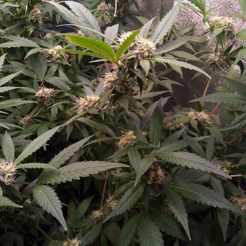 Blueberry 3 growlog photo: 4 Semana de flora( 5 semana desde 12/12)