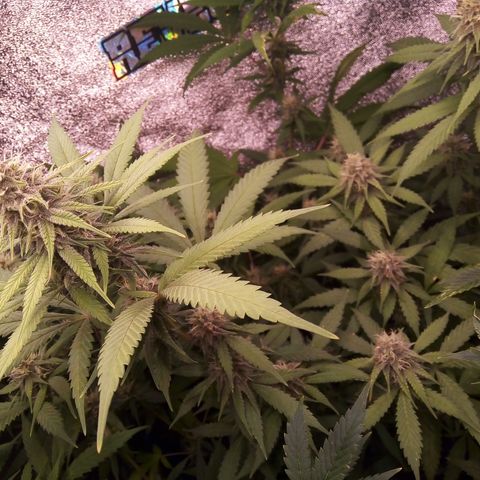 Blueberry 3 growlog photo: 4 Semana de flora( 5 semana desde 12/12)