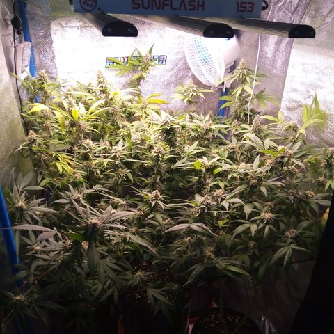 Blueberry 3 growlog photo: Post riego con pk-10